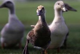 Komentar Berita Anjing Jadi Jadian Itu Juga Terkam Bebek