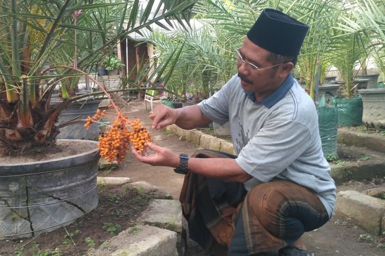 Mustain Anshori menunjukkan pohon kurmanya yang berbuah.