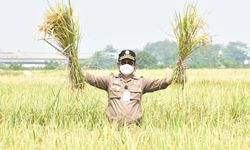 Punya Sistem Irigasi, Petani di Tabanan Tidak Takut Gagal Panen Akibat Kemarau