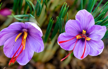 Saffron crocus. Bunga ini dibandrol dengan harga Rp22-28 juta dan menjadi salah satu bunga termahal di dunia.