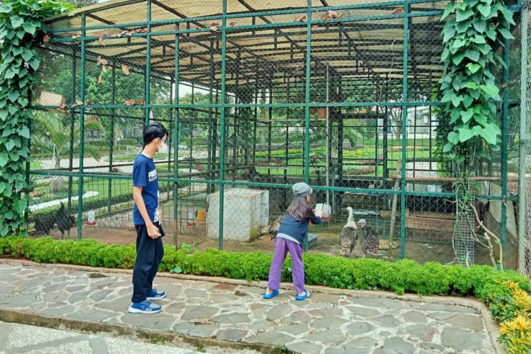 Mengunjungi kebun binatang mini, salah satu aktivitas di Semesta's Gallery.