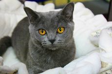 Mengenal Kucing Chartreux, Berikut Asal-usul dan Tips Perawatannya