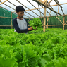 Cerita Arif Bertani Hidroponik hingga Raup Omzet Rp 7 Juta per Bulan, Belajar Otodidak, Sempat Kesulitan Pasar