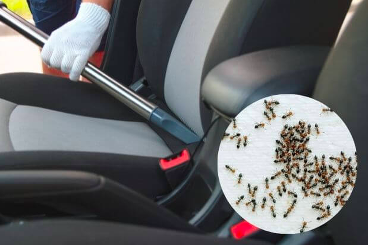 Ilustrasi cara mengusir semut di mobil