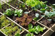 Tak Usah Pusing, Ini 3 Cara Menanam Sayuran di Kebun Kecil