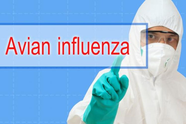 Ilustrasi flu burung (avian influenza).