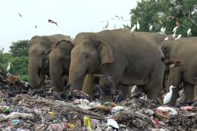 Gajah liar mengais makanan di tempat pembuangan sampah terbuka di desa Pallakkadu di distrik Ampara, sekitar 210 kilometer (130 mil) timur ibu kota Kolombo, Sri Lanka, Kamis (6/1/2022). 