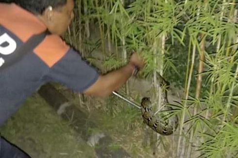 Piton, Kobra, hingga Biawak Masuk Permukiman Warga di Denpasar