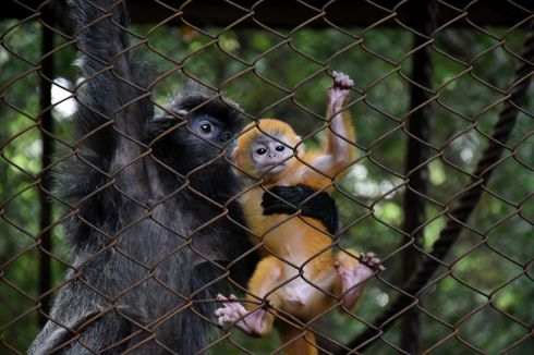 Berita Harian Berapa Harga Tiket Masuk Kebun Binatang Bandung Terbaru ...