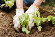 3 Jenis Tanaman yang Cocok untuk Urban Farming