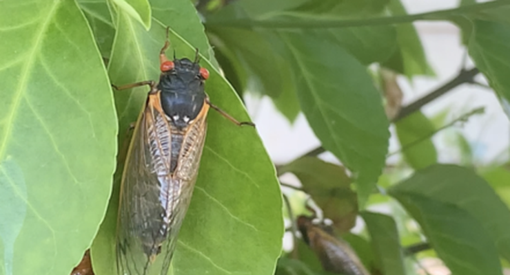 Kenapa Beberapa Serangga Cicada Hanya Muncul Sekali dalam 17 Tahun?