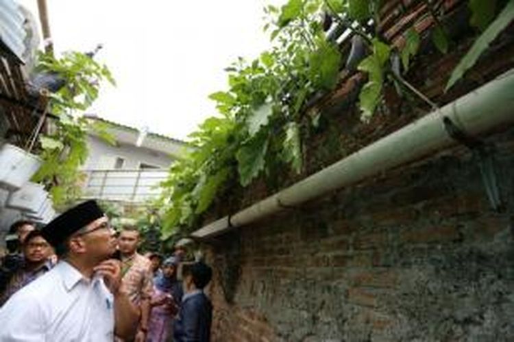 Wali Kota Bandung Ridwan Kamil saat mengamati tanaman yang dipasang di dinding gang aempit di Kelurahan Caringin, Kecamatan Bandung Kulon, Kota Bandung, Kamis (5/11/2015)