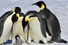 Penguin Gagal Berkembangbiak karena Es Hilang di Antartika