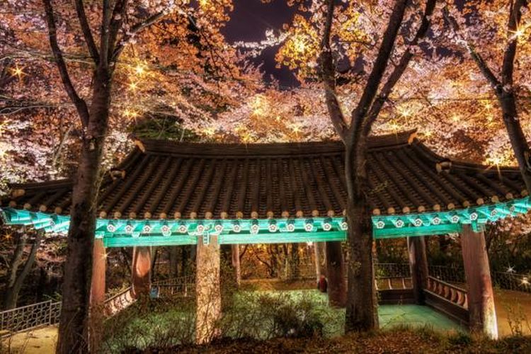 ILUSTRASI - Pagoda khas Korea dengan sakura bermekaran di Gangneung, Gangwon, Korea Selatan