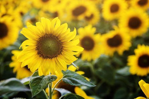 Bunga Matahari Artinya Apa? Cari Tahu Makna Filosofisnya Berikut Ini!