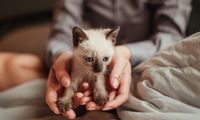 Kaki Anak Kucing Terkilir, Bolehkah Diperban?