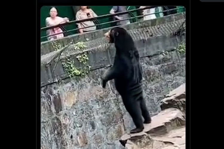 Beruang di kebun binatang China disebut manusia berkostum.