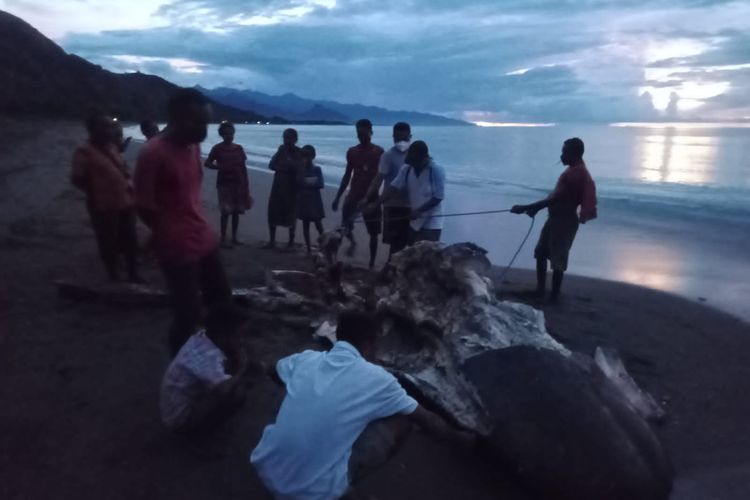 Sisa bangkai paus di perairan Kabupaten Timor Tengah Utara (TTU), Nusa Tenggara Timur (NTT), yang berbatasan langsung dengan Distrik Oekusi, Timor Leste, viral di media sosial