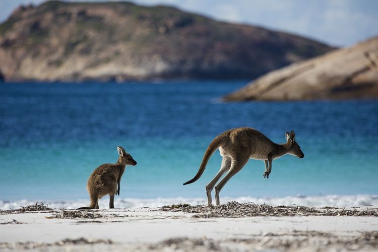 Lucky Bay, Cape le Grand National Park 