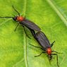 Warga Korsel Keluhkan Serbuan Serangga Lovebug, Pemerintah Enggan Gunakan Insektisida
