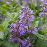 Ketahui, Ini Perbedaan Tanaman Catnip dan Catmint Sebelum Menanamnya
