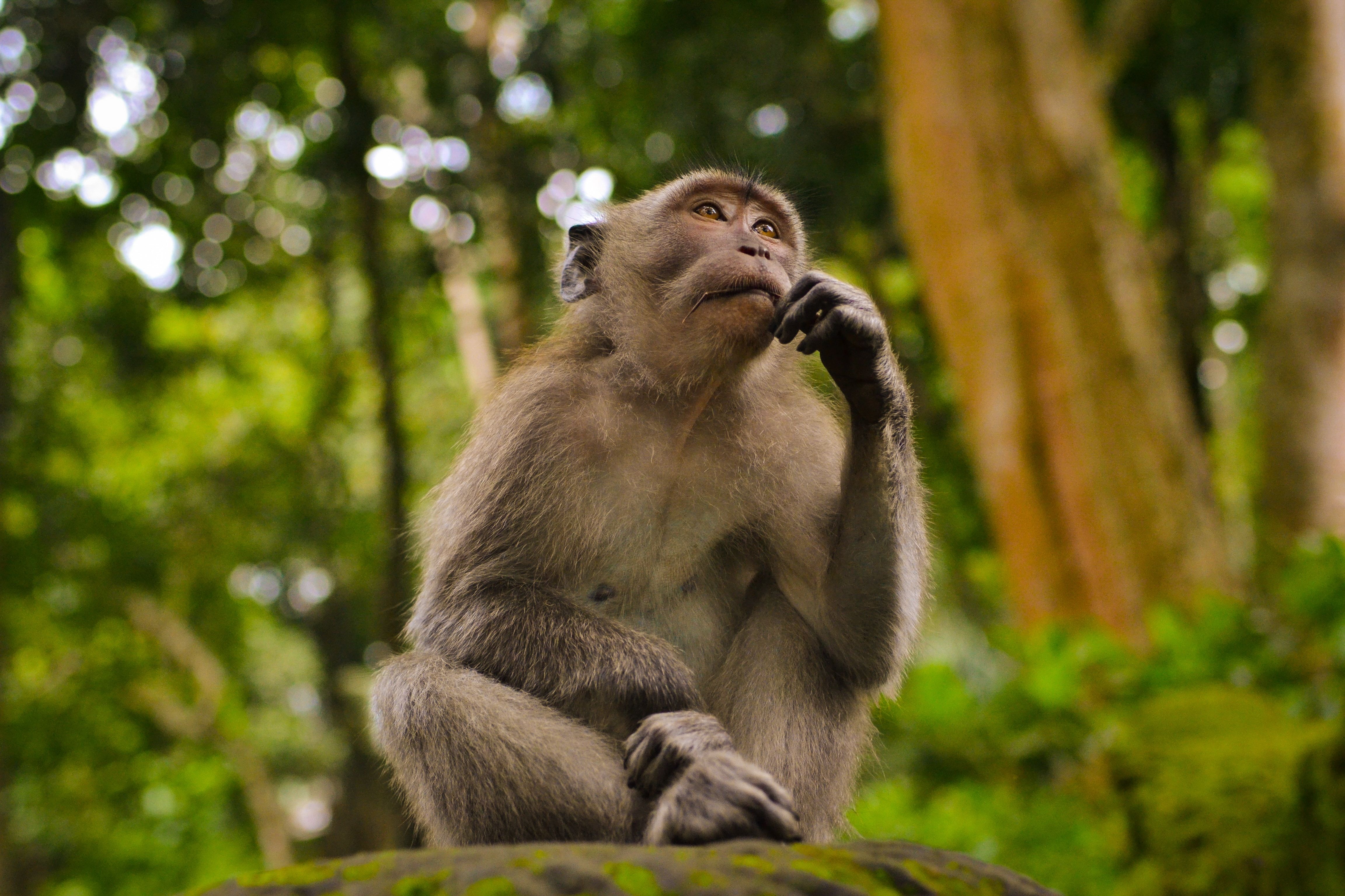 Kisah Godzilla, Monyet Thailand yang Mati akibat Makan 