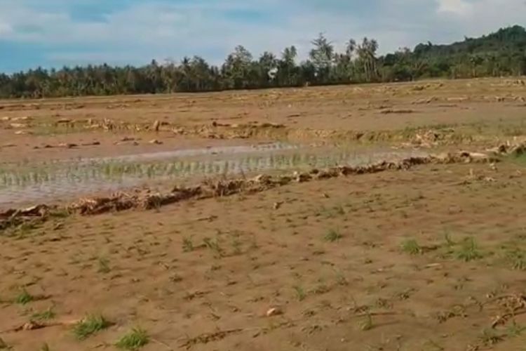 Sawah di Kecamatan Kalukku, Mamuju, Sulawesi Barat, yang gagal panen usai terendam lumpur imbas banjir bandang, Selasa (11/10/2022) lalu.