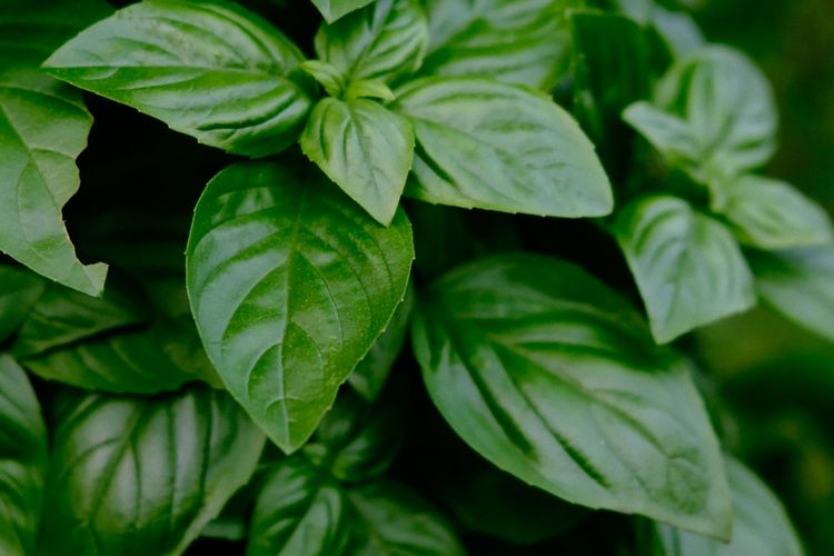 Kemangi adalah tanaman herbal yang mudah didapatkan dan baunya enak, tetapi tidak disukai lalat sehingga bisa dicoba sebagai cara mengusir lalat.