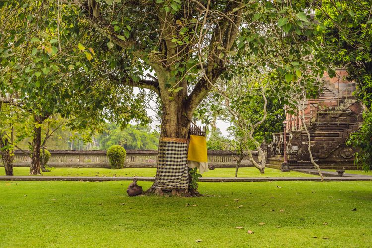 Pohon di Bali diberi kain poleng