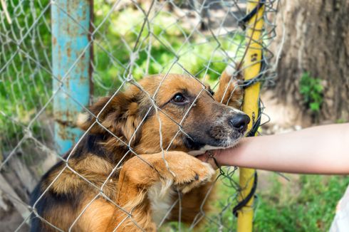 Pemkab Bima Catat 553 Kasus Gigitan Anjing Selama 2023, 3 Orang Meninggal