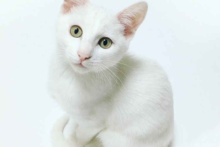 Ilustrasi kucing putih.