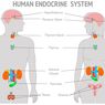 Mengenal Sistem Endokrin dan Zat yang Dihasilkan Tiap Organ