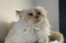 Choupette, Kucing Karl Lagerfeld Bakal Hadiri Met Gala 2023