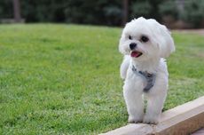 4 Penyakit Anjing Maltese yang Paling Umum