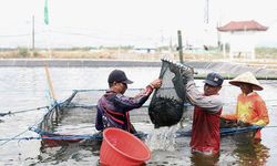 Program SFV di Gondol Bali Sukses Tingkatkan Realisasi PNBP Layanan Perikanan