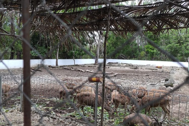 Rusa Timor sedang dikembangbiakkan di tempat penangkaran Oilsonbai, Kota Kupang, NTT