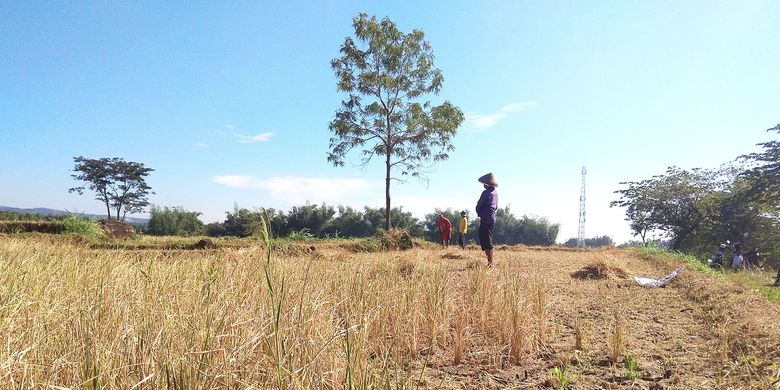  Luasan tanaman padi gagal panen akibat kekeringan di Kabupaten Magetan Jawa Timur semakin meluas. Sebanyak 167 hektar tanaman [etanidi Magetan dipastikan gagal panen karena kekeringan musim kemarau.