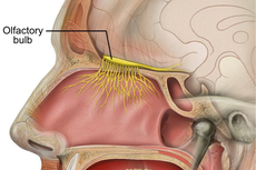 Saraf Pembau di Hidung Manusia