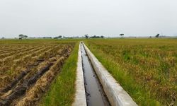 Kementan Realisasikan RJIT di Kota Serang untuk Tingkatkan Produksi Padi hingga Antisipasi El Nino