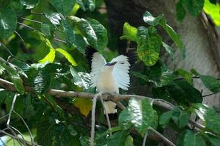 Jalak Bali (Leucopsar rotschildi) berada di pepohonan Pulau Nusa Penida, Kabupaten Klungkung, Bali, Sabtu (27/4/2013). Pulau Nusa Penida kini menjadi tempat konservasi jalak bali yang merupakan satwa dilindungi.