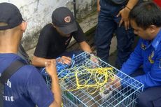 Ridwan Kamil Perintahkan Dinas Kebakaran Tangkap Monyet Liar