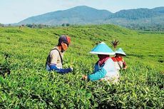 Perkebunan Teh Kayu Aro, Kerinci, Terbesar ke-2 di Dunia