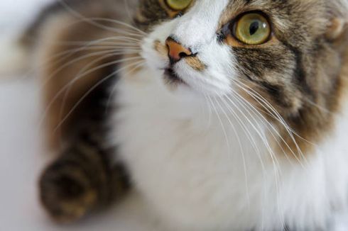 3 Fungsi Unik Kumis Kucing Peliharaan yang Jarang Diketahui