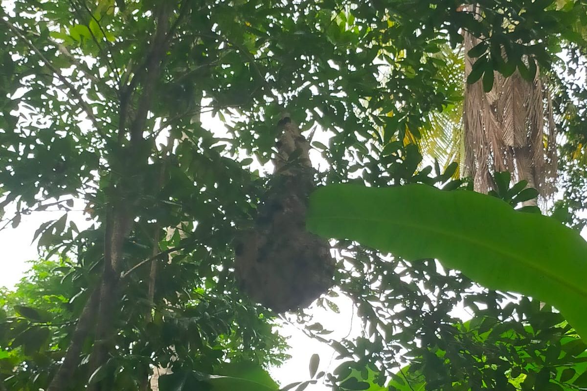 Detail foro sarang ravon vespa sebelum dievakuasi di Sumenep, Selasa (11/2/2025)