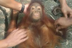 Tim Gabungan BOS dan BKSDA Kalteng Pindahkan 39 Orangutan dari Daerah Rawan
