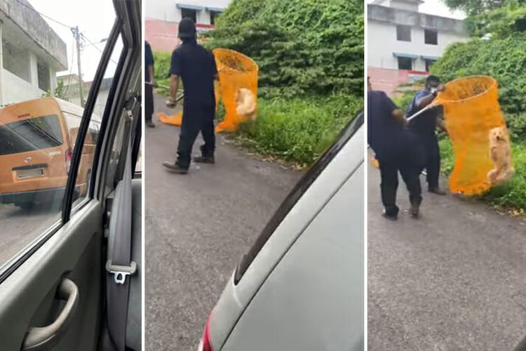 Dalam perjalanan ke kota, dia menemukan petugas menyeret seekor anjing coklat liar ke dalam sebuah van oranye di Taman Bukit Cheng, Malaysia.
