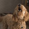 Bukan karena Melihat Hantu, Ini Alasan Anjing Melolong