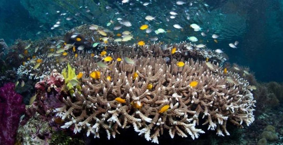 Ikan, karang, invertebrata lainnya tumbuh di air dangkal di laguna yang dilindungi di Raja Ampat, Papua Barat, Indonesia. Daerah ini merupakan salah satu yang paling beragam secara biologis di bumi dalam hal kehidupan laut.