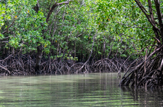 Mangrove Rumah bagi 700 Miliar Satwa Komersial, Kerusakannya Picu Krisis