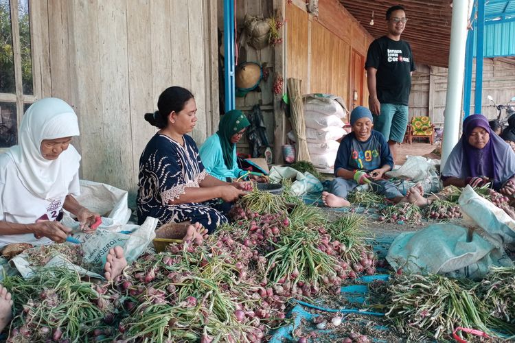 Para petani di Desa Kunir Kecamatan Dempet Kabupaten Demak Jawa Tengah menyortir bawang merah yang hendak dijual ke pasar,Sabtu (30/10/2021)